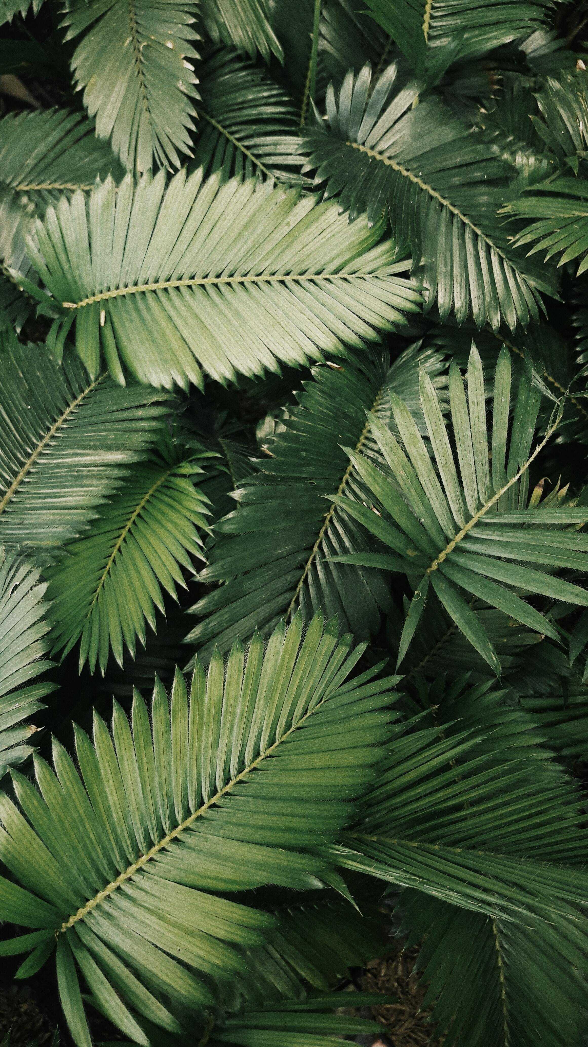 Pretty ferns!!!!!